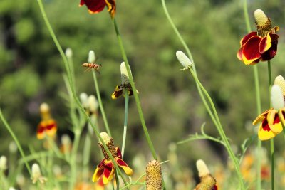 Zo trek je meer insecten en vogels naar je tuin